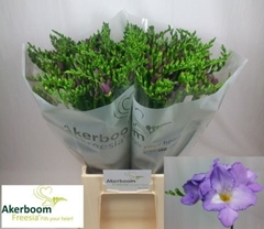 Freesia Single Indigo Beach 50cm 20gr.