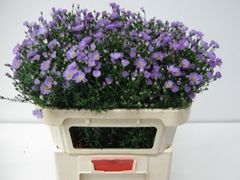 Aster Cassandra 70cm 25gr.