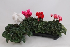Cyclamen Super Serie Leopardo 13Ø 35cm