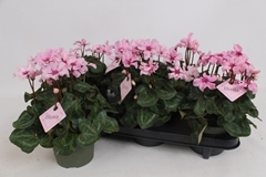 Cyclamen Persicum Illusia 13Ø 25cm