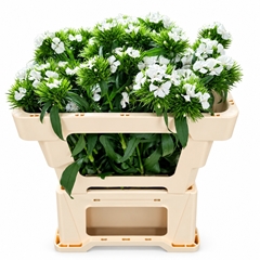 Dianthus Barb Sweet Will White 50cm