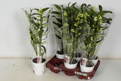 Dendrobium Star Class Apollon 12Ø 50cm 2st