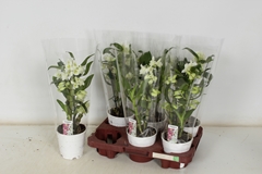Dendrobium Nobile Cultivars 12Ø 35cm 2st