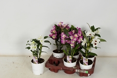 Dendrobium Nobile Cultivars 12Ø 35cm 1st