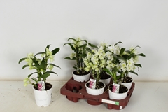 Dendrobium Nobile Cultivars 12Ø 30cm 2st