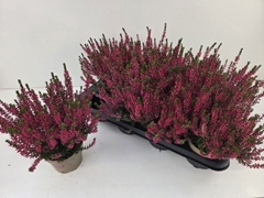 Calluna Garden Girls Athene 12Ø 24cm