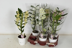 Dendrobium Nobile Cultivars 12Ø 50cm 1st