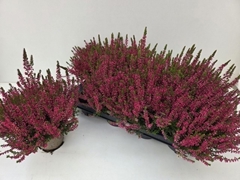 Calluna Garden Girls Franca 12Ø 24cm
