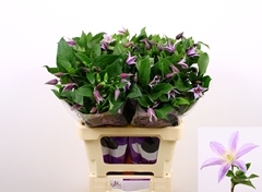 Clematis Star River 60cm