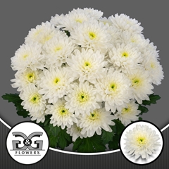 Chrysanth Spray Lumen 70cm 80gr.
