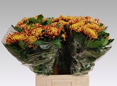Chrysanth Single Fuego 80cm 80gr.