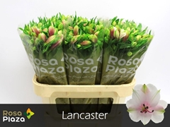Alstroemeria Lancaster 75cm 60gr.
