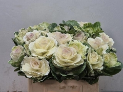 Brassica White Crane 40cm