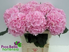 Hydrangea Verena 80cm 19-21cm Hd