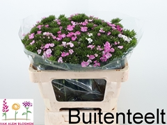 Dianthus Barb Rose Magic 50cm