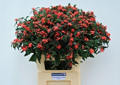 Euphorbia Fulgens Spray Marielle 80cm 15cm Hd