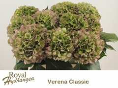 Hydrangea Verena Blue Classic 50cm 16-18cm Hd