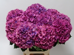 Hydrangea Royal Venice 60cm 16-18cm Hd