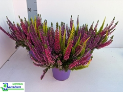 Calluna Beauty Ladies Milca Mix In Pot 13Ø 28cm