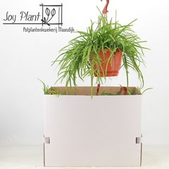 Lepismium Bolivianum 21Ø 40cm