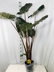 Alocasia Sarawakensis Yucatan Princess 24Ø 130cm