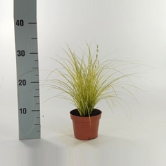 Carex Jenneke 12Ø 25cm