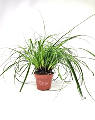 Carex Evercolor Everlime 10Ø 20cm