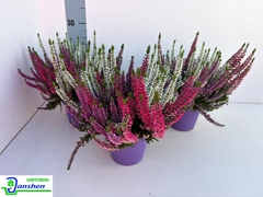 Calluna Beauty Ladies Starlight Mix In Pot 13Ø 27cm