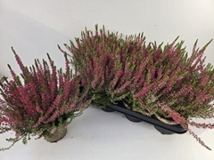 Calluna Garden Girls Athene 12Ø 25cm