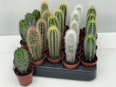 Cactus Mix 5Ø 14cm