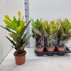 Codiaeum Big Leaf Excellent 17Ø 55cm