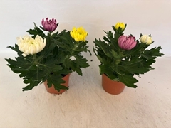 Chrysanth Mix 12Ø 20cm