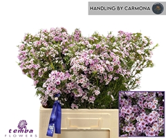 Chamelaucium Giselle 60cm 50gr.