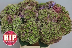Hydrangea Rodeo Red Classic 60cm 18-20cm Hd