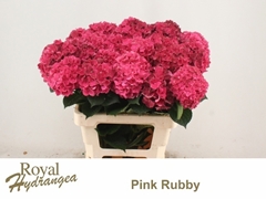 Hydrangea Pink Ruby 60cm 8-10cm Hd