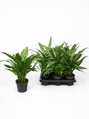 Aglaonema Cutlass 14Ø 48cm