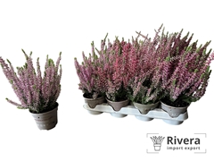 Calluna Garden Girls Mix 10Ø 20cm