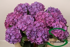Hydrangea Rodeo Purple 75cm 14-16cm Hd