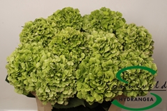 Hydrangea Verena Classic 75cm 14-16cm Hd