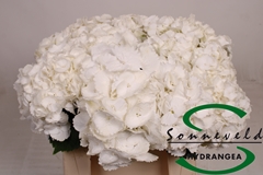 Hydrangea Royal Princess 40cm 10-12cm Hd