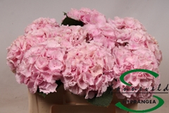 Hydrangea Lolly Pop Pink 50cm 12-14cm Hd
