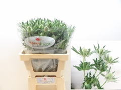 Eryngium Magical White Lagoon 60cm