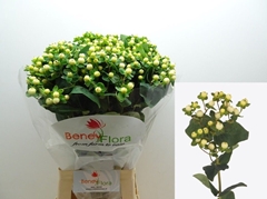 Hypericum Magical Snowprince 70cm