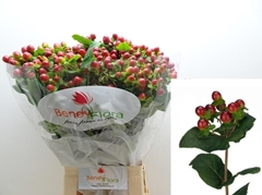 Hypericum Magical Seasons 70cm