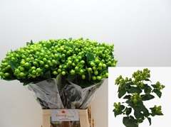 Hypericum Magical Green Power 70cm