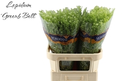 Lepidium Ruderale Green Bell 80cm 25gr.
