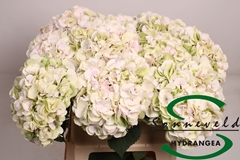 Hydrangea Emerald Classic 60cm 6-8cm Hd