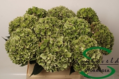 Hydrangea Rodeo Red Classic 80cm 16-18cm Hd