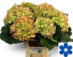 Hydrangea Schneeball Classic 65cm 17-19cm Hd
