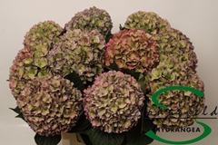 Hydrangea Rodeo Red Classic 60cm 15-17cm Hd